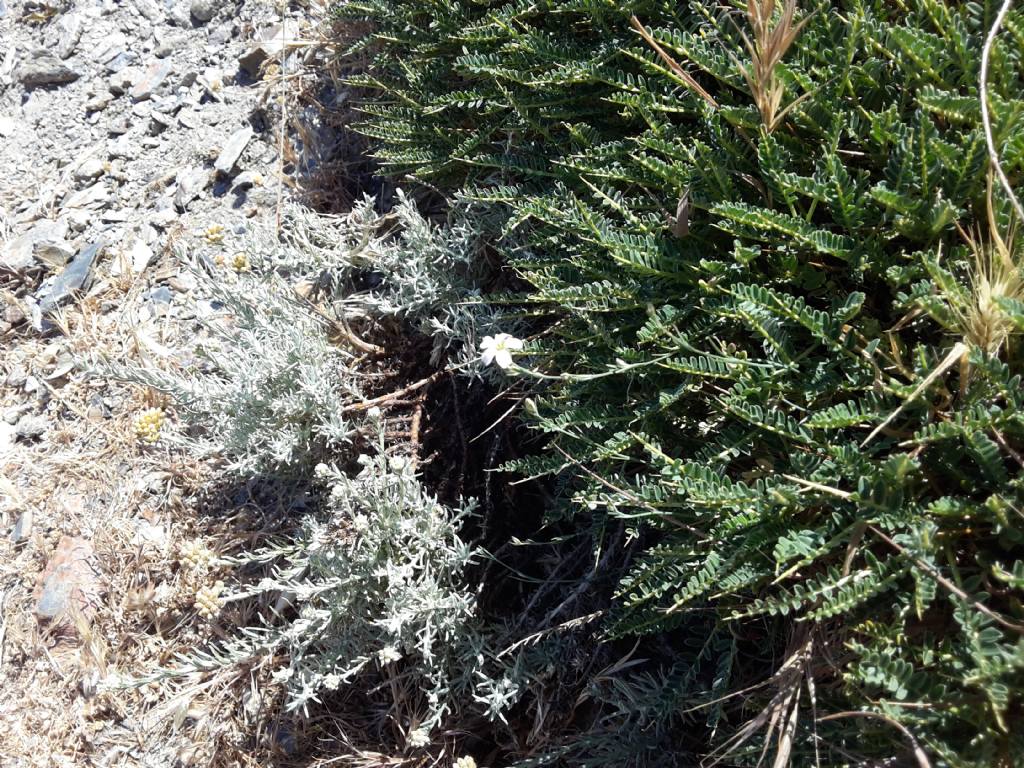 Helichrysum italicum, Petrorhagia saxifraga e Astragalus genargenteus